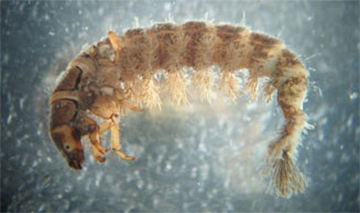 Larve Trichoptre Hydropsychidae