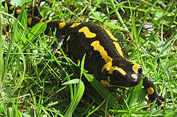 Salamandre commune