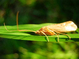 Tricoptère Hydropsychidae adulte